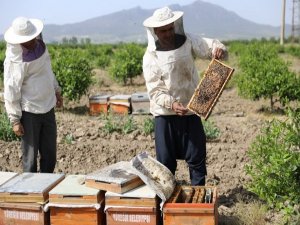 Sertifikalı kursiyerler hibe arı ile üretime başladı